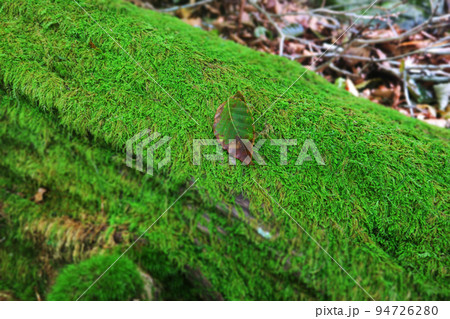 苔の絨毯に舞い落ちた葉 苔の絨毯に舞い落ちた葉 94726280
