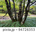 大台ヶ原の原生林 94726353