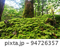 苔に守られた樹木　大台ヶ原 94726357