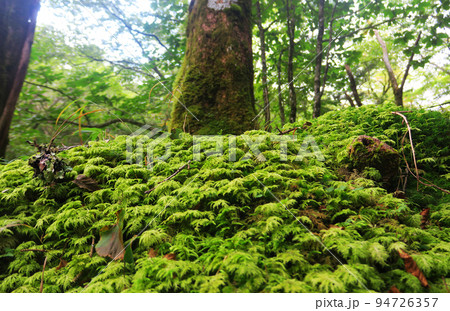 苔に守られた樹木　大台ヶ原 94726357