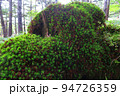 苔天国の大台ヶ原　西大台 94726359
