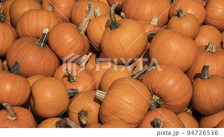 Pile of orange pumpkins during harvest time in fall 94726536