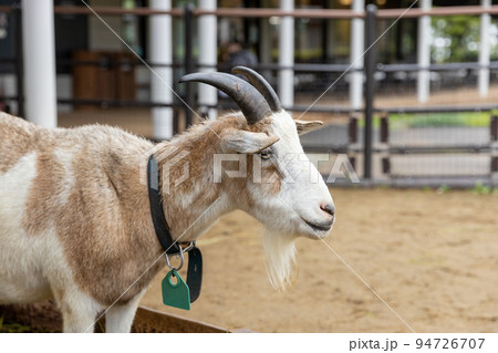 動物園のトカラヤギのオス 94726707