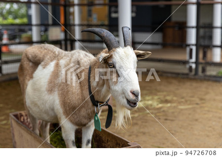 動物園のトカラヤギのオス 94726708