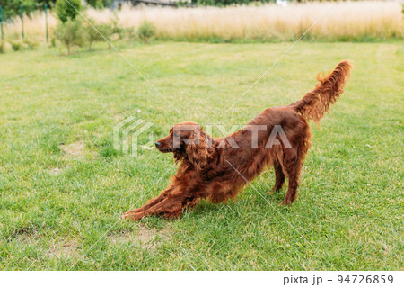 Beautiful happy Irish Setter dog is lying in grass on a beautiful summer day. Brown Dog in yoga pose. Beautiful happy Irish Setter dog is lying in grass on a beautiful summer day. Brown Dog in yoga pose. 94726859
