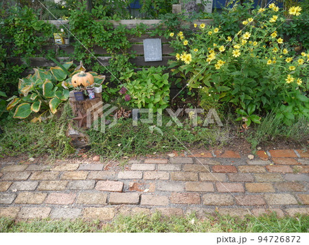 姫ひまわりが満開の九月の庭(晴れ) 姫ひまわりが満開の九月の庭(晴れ) 94726872