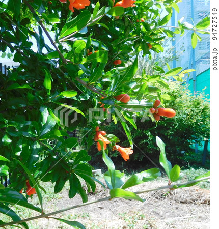 ザクロの花 ザクロの花 94727549