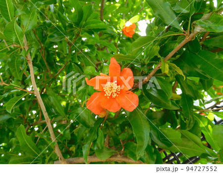 ザクロの花 ザクロの花 94727552