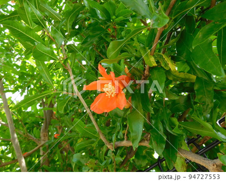 ザクロの花 ザクロの花 94727553