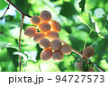 ギンナン 94727573