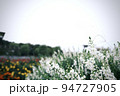 雨の日の花畑 94727905