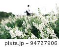 白い花畑と男性 94727906