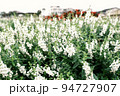 花畑 94727907