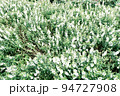 白い花 94727908