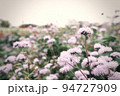 ピンクの花畑 94727909
