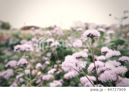 ピンクの花畑 94727909