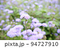 紫の花 94727910