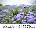 紫の花 94727911