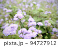 紫の花 94727912