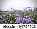 紫の花畑 94727913