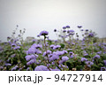 紫の花畑 94727914
