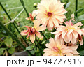 コスモス 94727915