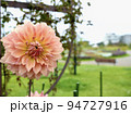 ダリア 94727916