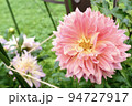 ダリア 94727917