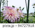 ダリア 94727918