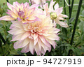 ダリア 94727919