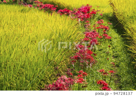 あぜ道に咲く彼岸花【神奈川県・伊勢原市】 94728137