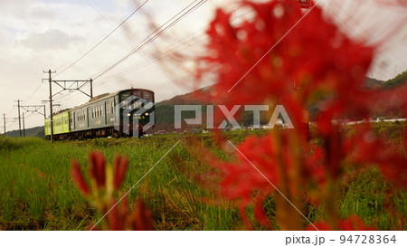 彼岸花と近江鉄道 94728364