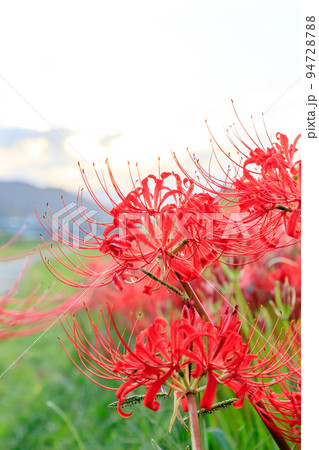 夕方の犬鳴川河川公園の彼岸花　福岡県宮若市 94728788