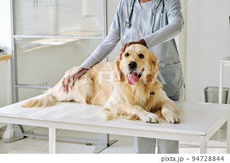 Close-up of young veterinarian in uniform examining dog while its lying on table at clinic Close-up of young veterinarian in uniform examining dog while its lying on table at clinic 94728844