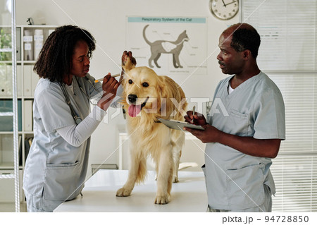African nurse examining ears of dog while doctor making notes in medical card during their teamwork at vet clinic 94728850