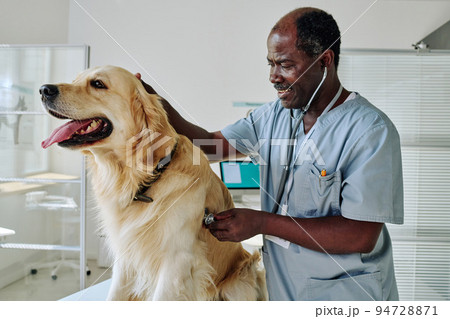 African mature veterinarian examining purebred dog with stethoscope during medical exam at clinic 94728871