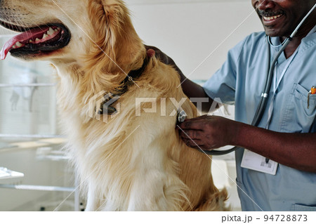 Close-up of African mature doctor examining pet with stethoscope at vet clinic 94728873