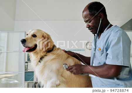 African mature vet doctor listening to heartbeat of dog with stethoscope during medical exam 94728874