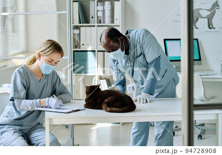 Vet workers in masks and uniform examining domestic cat on table in team at vet clinic 94728908