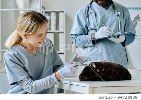 Young nurse examining ears of domestic cat on table during medical exam with veterinarian at clinic Young nurse examining ears of domestic cat on table during medical exam with veterinarian at clinic 94728909