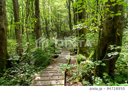 獅子ヶ鼻湿原 あがりこ大王への分かれ道 秋田県 獅子ヶ鼻湿原 あがりこ大王への分かれ道 秋田県 94728950