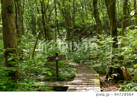 獅子ヶ鼻湿原 あがりこ大王への分かれ道 秋田県 獅子ヶ鼻湿原 あがりこ大王への分かれ道 秋田県 94728984