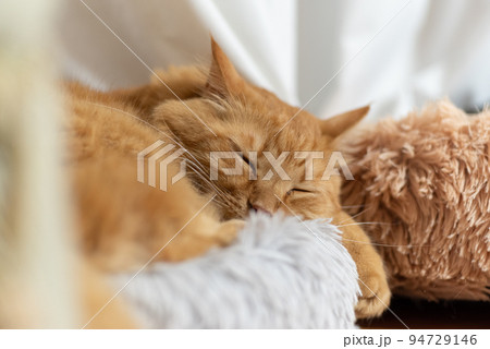 眠る猫　茶トラ猫 94729146