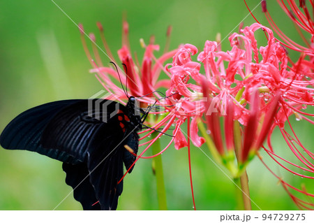 彼岸花　黒揚羽蝶　クロアゲハチョウ 94729275