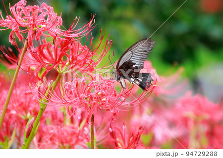 彼岸花　黒揚羽蝶　クロアゲハチョウ 94729288