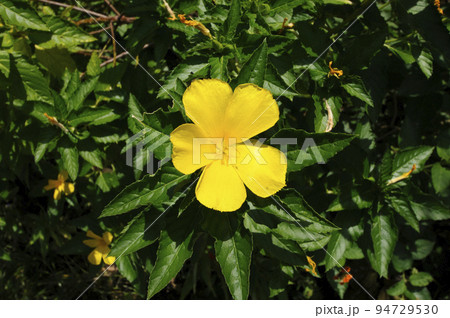 黄色い花 キバナツルネラ 黄色い花 キバナツルネラ 94729530