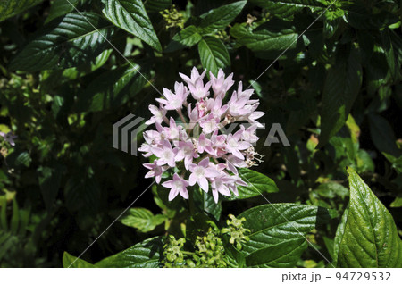 ピンクのペンタスの花 ピンクのペンタスの花 94729532