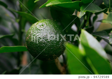 すだち農園　スダチ 徳島 94729589