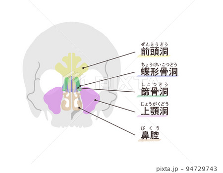 副鼻腔の図解　文字付き 94729743
