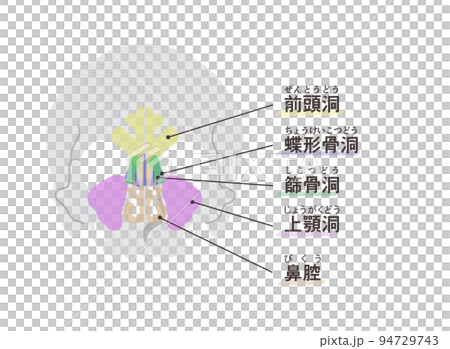 副鼻腔の図解　文字付き 94729743